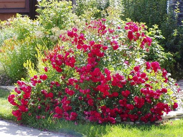 Плетистая роза Розариум Ютерсен — настоящий винтаж в вашем саду
