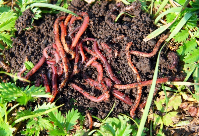 Польза дождевых червей для сада и почвы