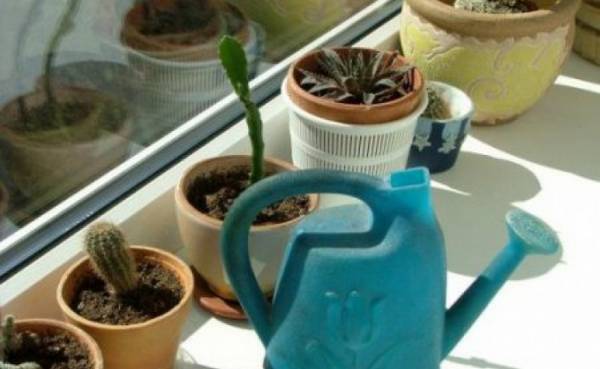 Правила идеального полива: как поливать кактус в домашних условиях летом и зимой?