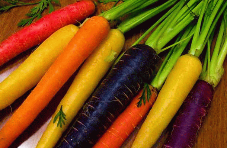 Разноцветная морковь сорта — посадка и уход