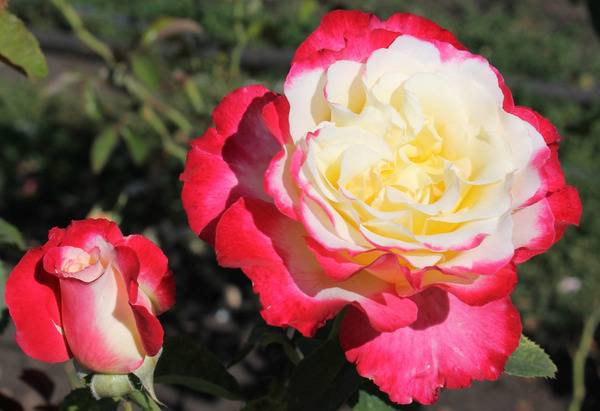 Роза Дабл Делайт  двухцветная и ароматная красавица в вашем саду