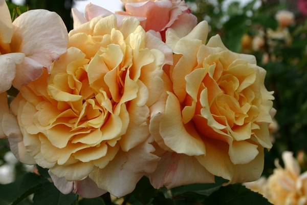 Розы шрабы: что это такое, описание