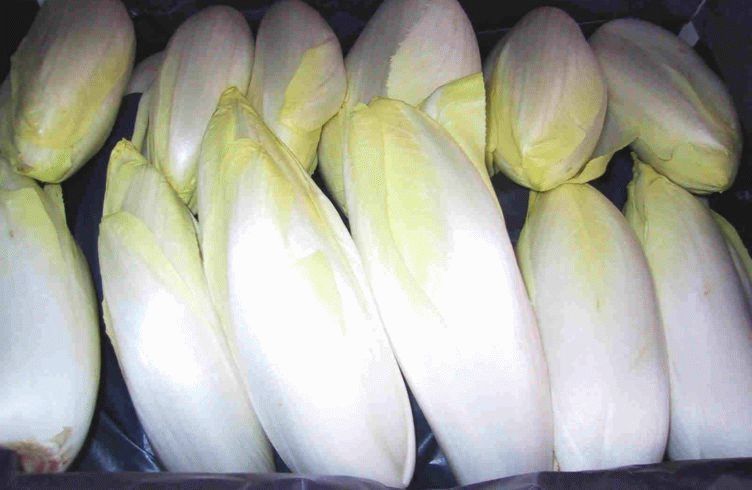 Салатный цикорий — выращивание из семян и уход