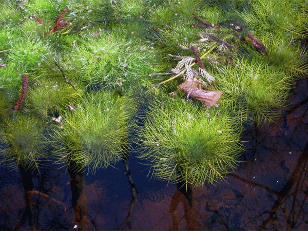 Турча болотная – размножение, посадка и уход