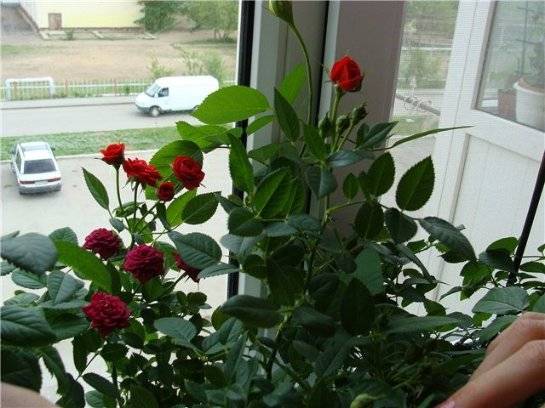 Уход за комнатными розами в домашних условиях