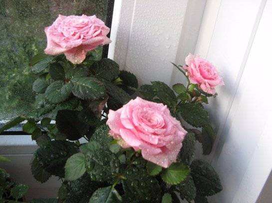 Уход за комнатными розами в домашних условиях