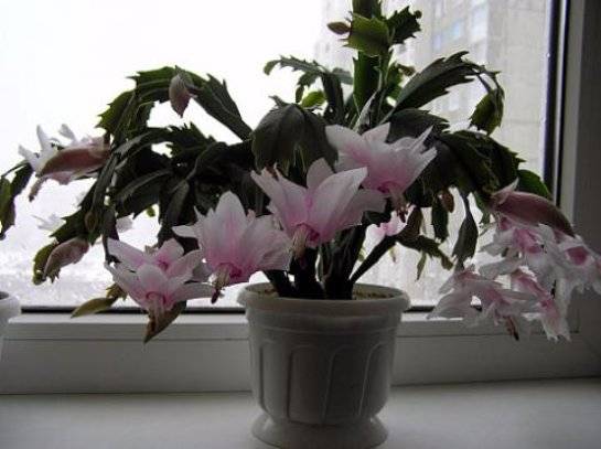 Зимний цветок декабрист: как ухаживать в домашних условиях?