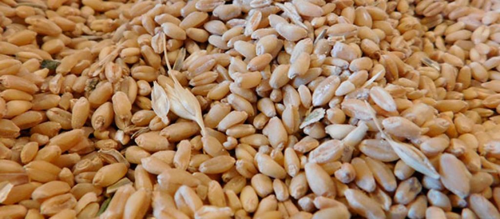 Вигоди оптової закупівлі зерна в Україні